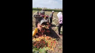 The melon harvest and packing were very satisfying [upl. by Alik366]