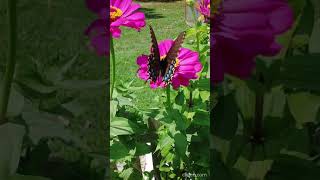 Spicebush Swallowtail Butterfly quotstaying longerquot to gather nectar along RR Adventure hike TNUSA 🎶 [upl. by Ignaz]