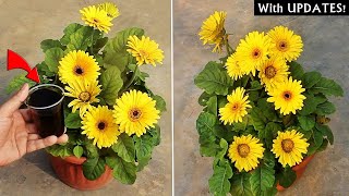 DO THESE 5 THINGS on Gerbera For MORE Flowers [upl. by Llennoj786]