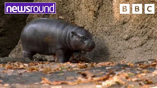 The cutest baby Hippo  Happy News  Newsround [upl. by Enrobso]