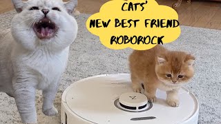 Roborocks BestKept Secrets cats reaction [upl. by Letisha]