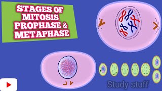 Stages of Mitosis partI  prophase  metaphase [upl. by Crystal27]