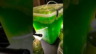 Algae project progress and harvesting biofuels sustainability experiment science microalgae [upl. by Hsirap]