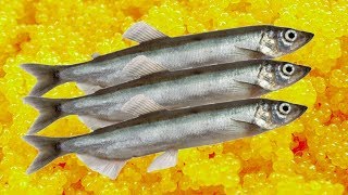 มาแล่ ปลาไข่ญี่ปุ่น ดูกัน ทำไมไข่มันเยอะจัง How to fillet a capelin fish [upl. by Eidlog]