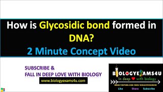 How is Glycosidic Bond formed in DNA BetaN Glycosidic bond in DNA [upl. by Harbot]