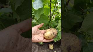 💥France வீட்டு தோட்டத்தில first உருளைக்கிழங்கு 🥔🥳 shorts shortsfeed food gardening potato [upl. by Tonl519]