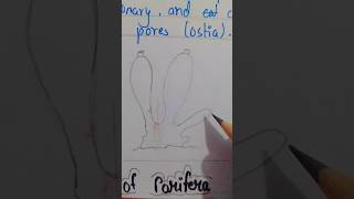 Phylum 2 Porifera sycom drawing tutorial invertebrate animalssycom drawing tutorial [upl. by Atinna]