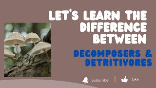 Difference Between Decomposers amp Detritivores  UPSC  Environment  Prelims 2023 [upl. by Ahsitram]