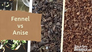 Differences between Fennel and Anise [upl. by Asilehc]