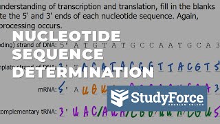 Nucleotide Sequence Determination from Transcription to Translation [upl. by Erlewine698]