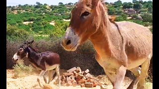 Donkeys donkey lifestyle donkeykong animals gadha [upl. by Ettevroc]