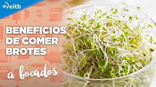 Los beneficios de comer brotes de soja berro lentejas o mostaza [upl. by Libys]