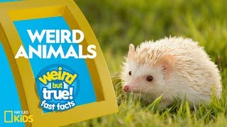 Weird Animals  Weird But True—Fast Facts [upl. by Angelis]