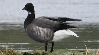 Brent Geese at Newtown [upl. by Ecneitap]