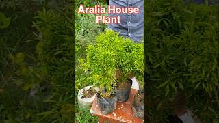 Aralia House Plant  🪴 Aralia एक ऐसा पौधा जिसमें बहुत सारे आयुर्वेदिक गुण पाये जाते है  shorts [upl. by Mercorr]