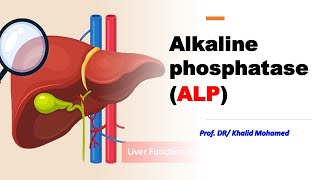 Alkaline Phosphatase ALP alp liverdisorders وظائفكبد [upl. by Madson592]