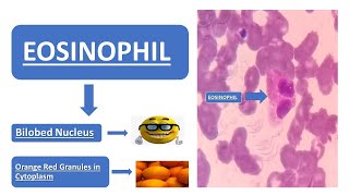 Eosinophil  Simplified Explanation  Doodle Animation  Images [upl. by Johnny902]