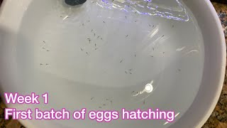 First batch of goldfish eggs hatching [upl. by Cobbie661]