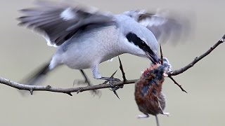 Great Grey SHRIKE bird with a prey [upl. by Airahcaz]