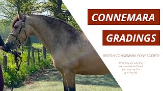 CONNEMARA PONY GRADINGS  WHAT THEY ARE amp WHY TO GET YOUR PONY GRADED [upl. by Hanafee]