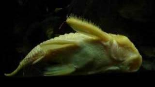 Pleco  L56Y yellow rubber become golden color completely [upl. by Aleakim515]