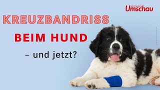 Kreuzbandriss beim Hund  Tiergesundheit [upl. by Hamer]