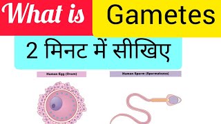 What is Gametes [upl. by Gellman606]