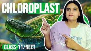 chloroplast  structure amp functions  class11 biology  NEET cell biology MAHEK CLASSES [upl. by Yerg]