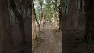 Pathway through the Trees  Egerton University Njoro Main Campus [upl. by Iclek]