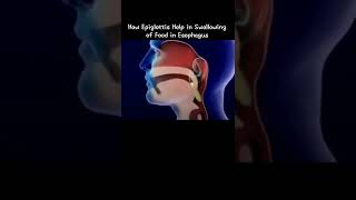 Role of Epiglottis in Swallowing of Food in Esophagus [upl. by Ahtiekahs]