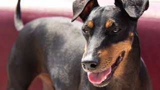 Manchester Terrier [upl. by Yared]