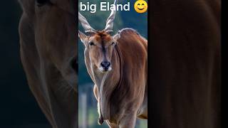 giant eland eland hunt africa eland fact witte eland cape Eland eland hunting south africa [upl. by Akkeber]