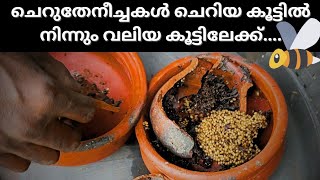 How to transfer stingless bees  Stinglessbee in a pot stinglessbeefarming malayalam [upl. by Gonzales]