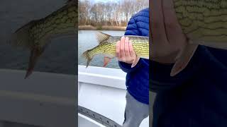 PICKEREL FISHING Severn River Maryland chesapeakebay fishingvideos fishing familyreeltv [upl. by Asilim652]