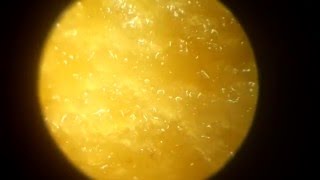 Chips under the microscope 30x 60x 1100x [upl. by Inkster]