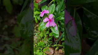 Monsoon  Flower  Rang Birenge Phool Khile [upl. by Junna]