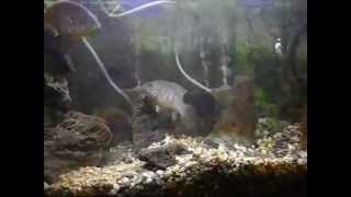 Keeping Freshwater Shrimp AKA Scuds River Shrimp for Fish Food by Freedoms Garden [upl. by Nurse]