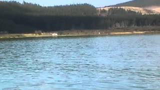 Hokianga Harbour  story of Opo and orcas [upl. by Alesiram]