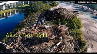 Moorings Park OspreysAbbys First Flight 582023 [upl. by Ivanah856]