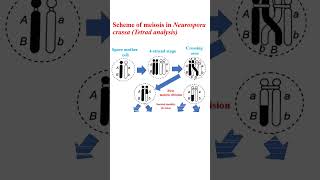 Scheme of meiosis in Neurospora crassa education microbiology cellanalysis genetics [upl. by Aerbua]