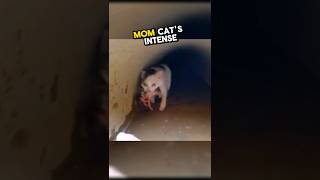 This heroic mom cat saved her kittens from a flooded drainpipe 🥹💕 wholesome [upl. by Emerson]