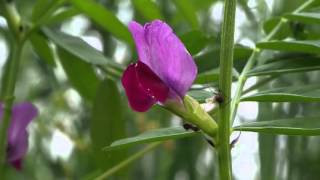 Vicia sativa 1mp4 [upl. by Wadleigh]