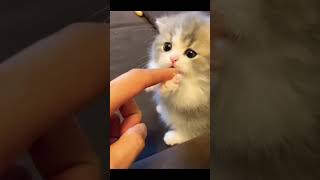 Kitten Meowing Cat Sounds Cat Cats catvideos cuteecats kitten shorts youtubeshorts [upl. by Elaweda]