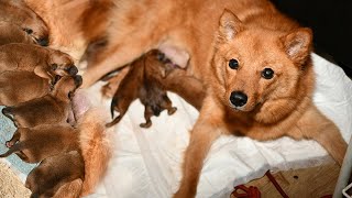 Голодные новорожденные карелофинские лайки  The hungry Finnish Spitz pups [upl. by Fairlie220]