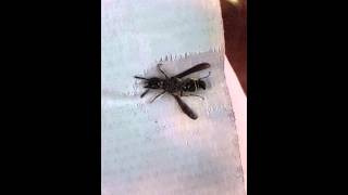 Wasp stinger in slow motion [upl. by Elumas680]