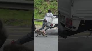 Man attacked by baboon after teasing in Cape Town South Africa [upl. by Viens]