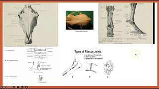 Arthrology Veterinary Anatomy [upl. by Aubert]