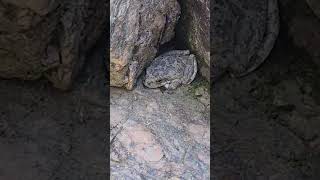 hiking eaton canyon waterfall [upl. by Naoh]