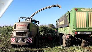 Letzter Mais 2024 für den Claas Jaguar 950 Fendt MF Gespann [upl. by Brandi]