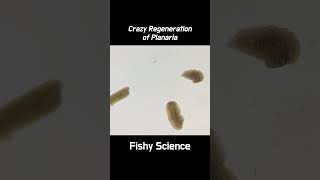 What Happens in Three Pieces of Planaria shorts [upl. by Navad]